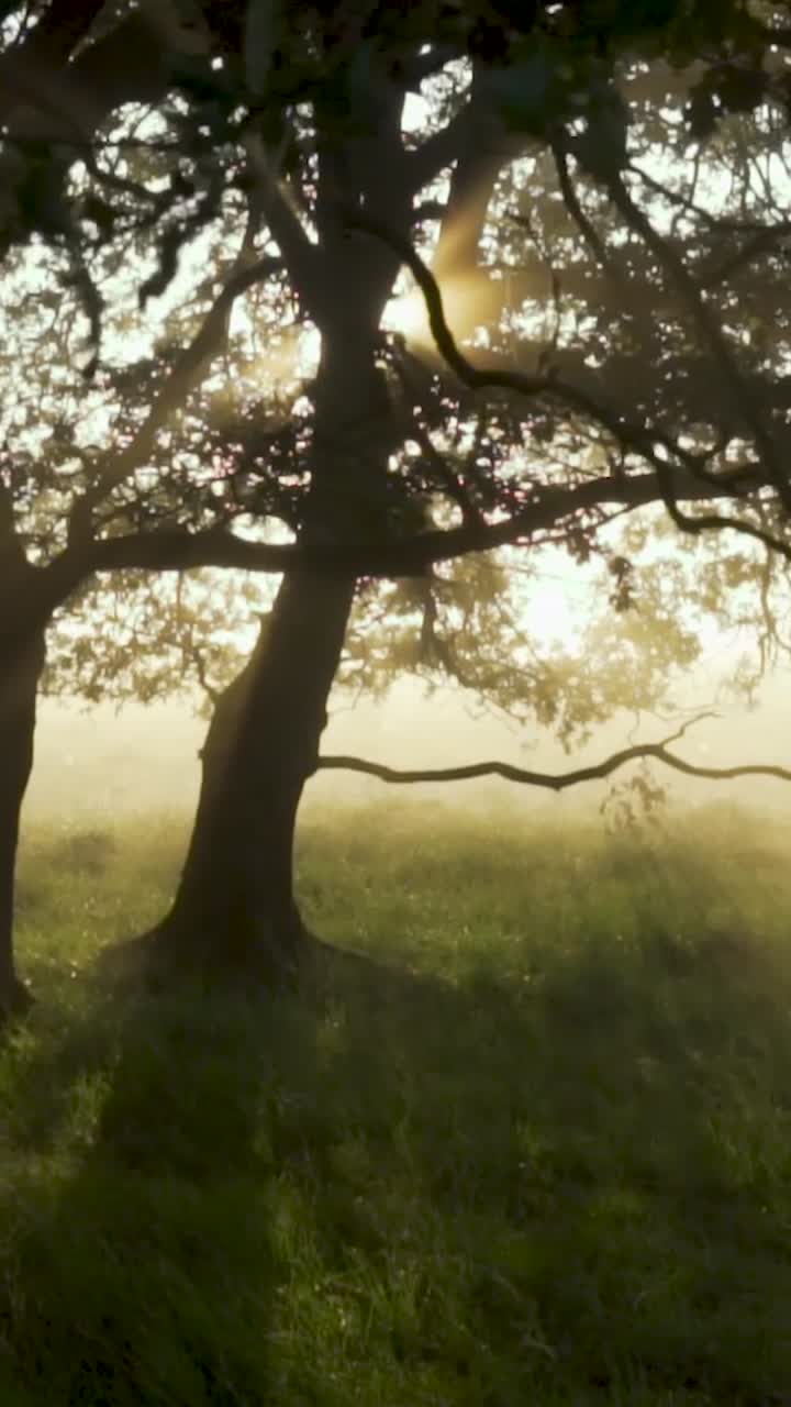 Misty Morning in a Meadow with Sunlight Through the Trees