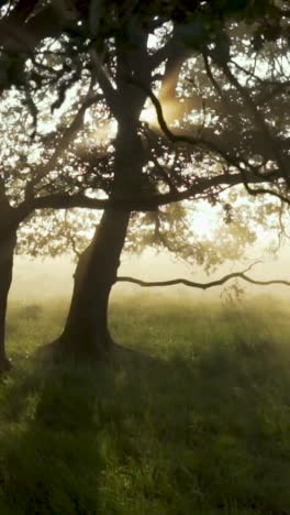 misty morning in a meadow with sunlight through the trees