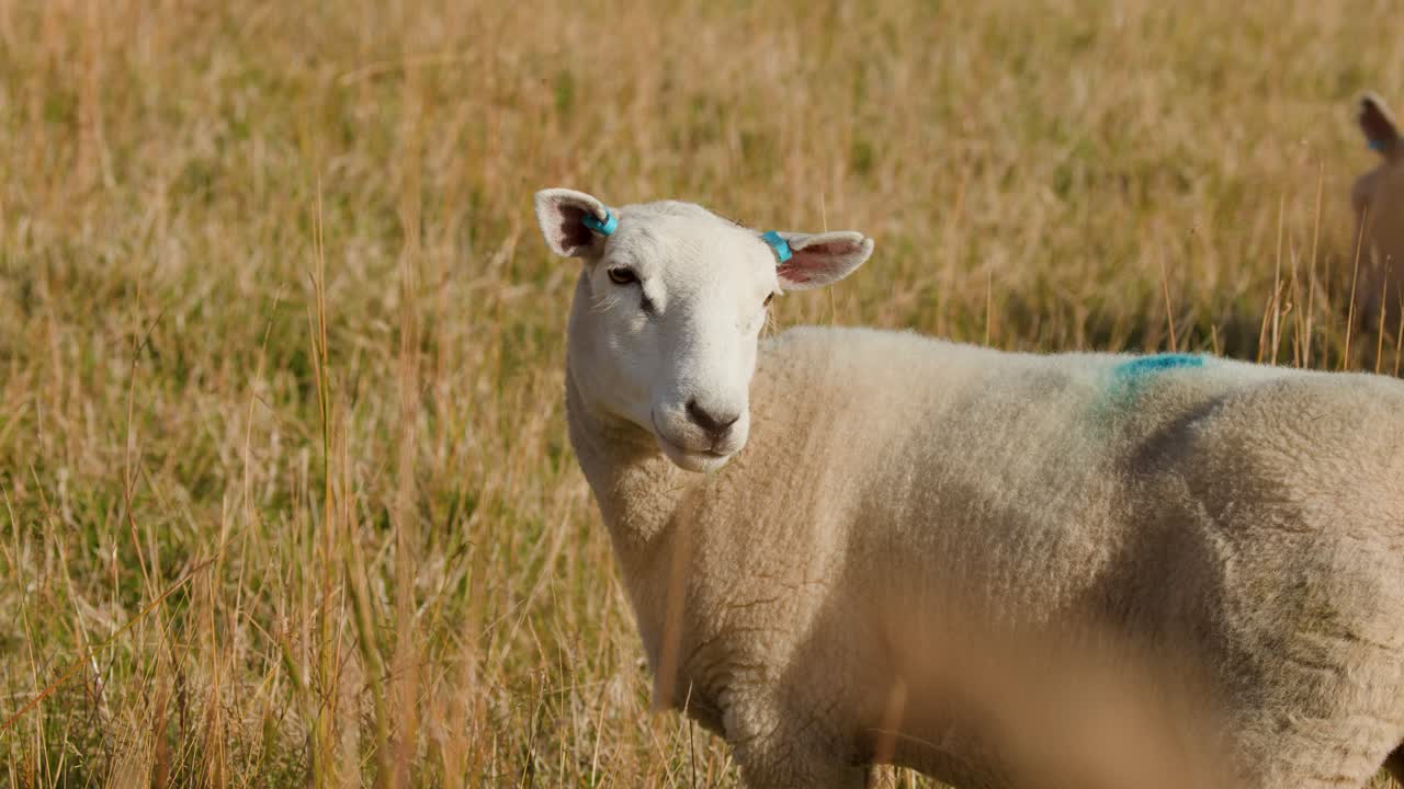 Sheep stands still in tall grass, looking toward camera, bright daylight, rural Scotland landscape
