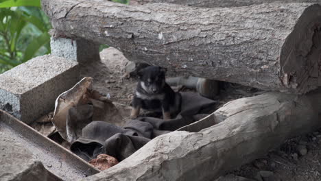 newborn adorable black puppy scratching its belly in a rural area