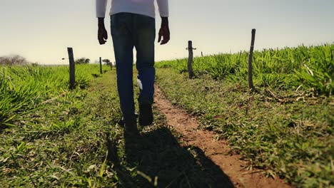 granjero caminando por sus campos de cultivo comprobando el crecimiento y la salud de sus plantas