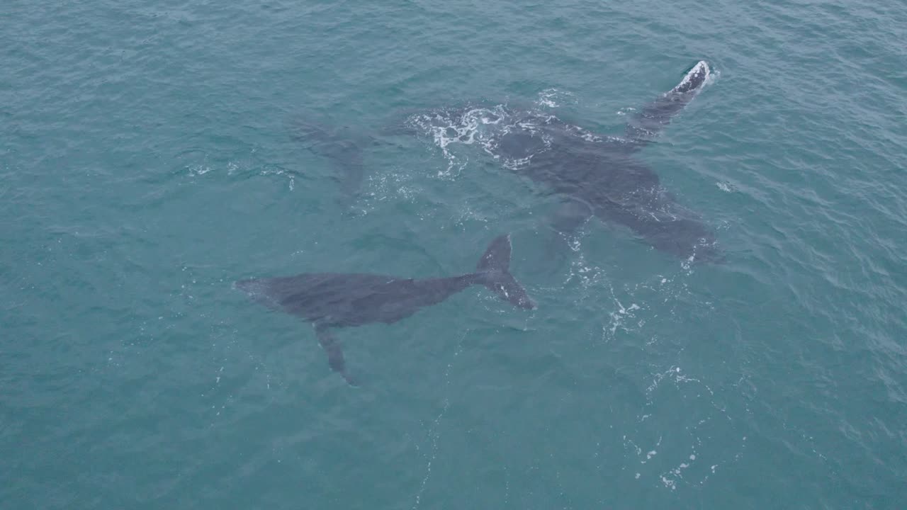 Cenital drone view over humpback whale mom and her breeding swimming in Gulf of California