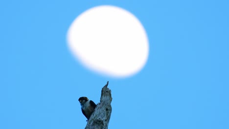 black-thighed falconet, microhierax fringillarius, kaeng krachan national park, thailand