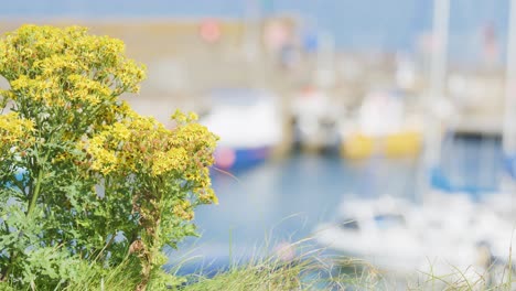 bright yellow wildflowers dominate the foreground while a marina with boats remains softly out of focus. daylight, shallow depth of field, and minimal camera movement create a tranquil mood