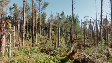 Aerial-view-over-pine-trees-damaged-by-cyclone