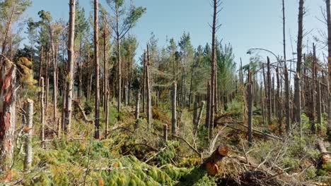 aerial view over pine trees damaged by cyclone