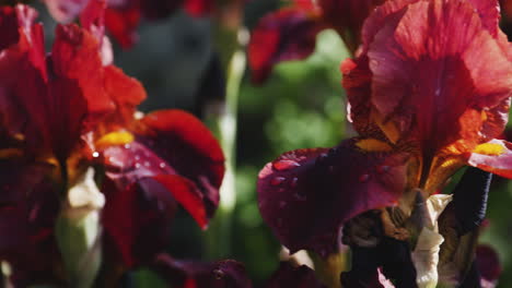 Blossoming-tall-bearded-red-iris-plants-in-spring-garden-in-sunlight