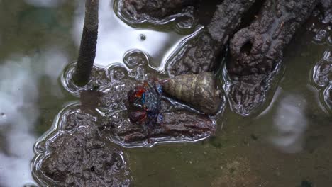 iridescent face banded crab walking sideways, foraging on the mudflats in a mangrove wetlands, captured in a close-up shot during the low tide period