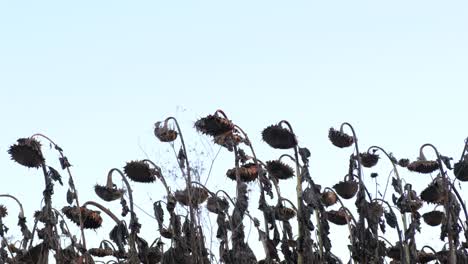 sunflower crop destroyed by drought global warming sunflower crop destroyed by drought global warming