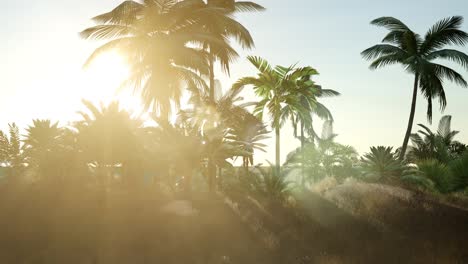 Sunset-Beams-through-Palm-Trees