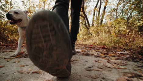 Man-walking-in-a-trail-at-the-park-with-his-dog-without-leash,-low-angle,-autumn-season