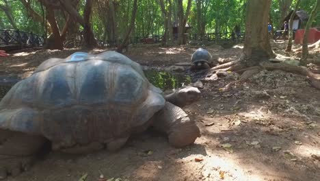 un niño observando tortugas gigantes en zanzíbar, tanzania