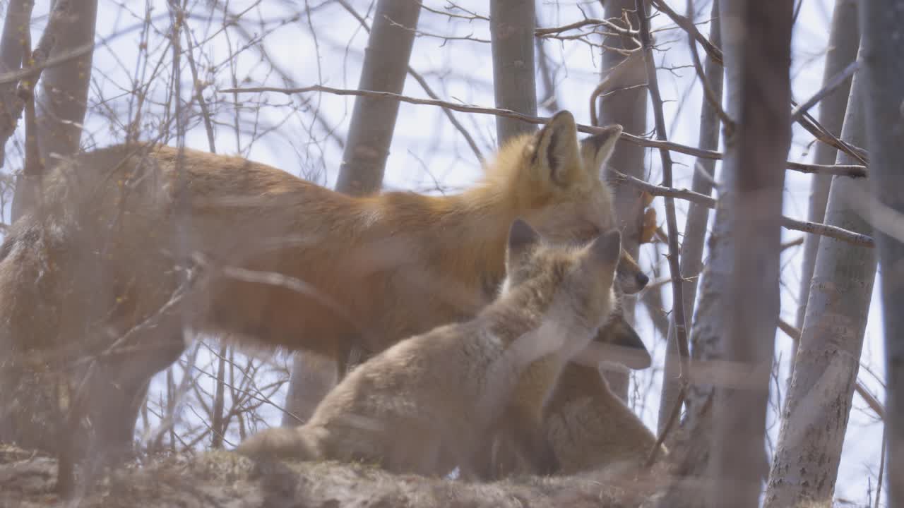 Two fox kits nuzzle and smell their mother among the bare branches of a quiet woodland