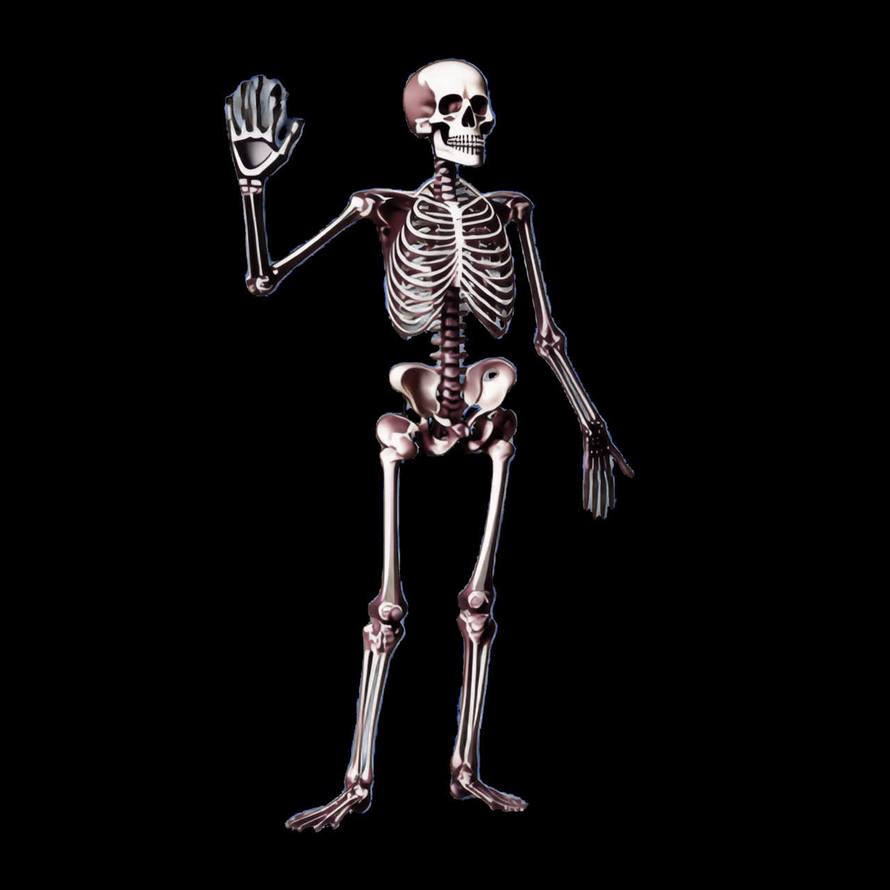 Human skeleton anatomical illustration animation isolated asset, transparent 4K video, alpha