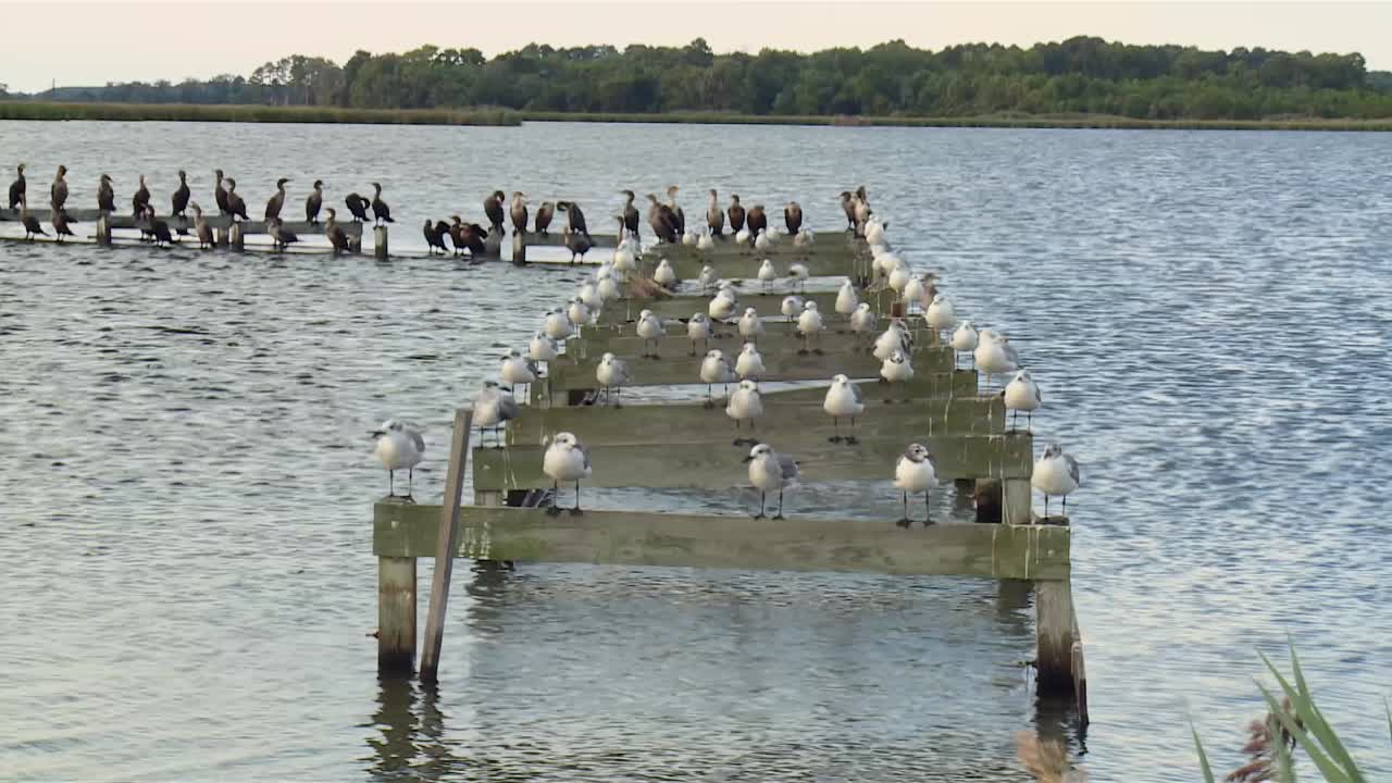 Måger med hejrer på gammel mole i søen i Blackwater National Wildlife Refuge, Maryland - Zoom ind