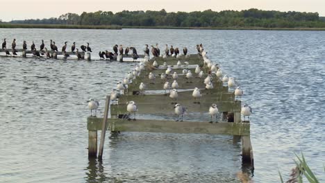 las gaviotas con las garzas en el viejo muelle en el lago en el refugio nacional de vida silvestre de blackwater, maryland.