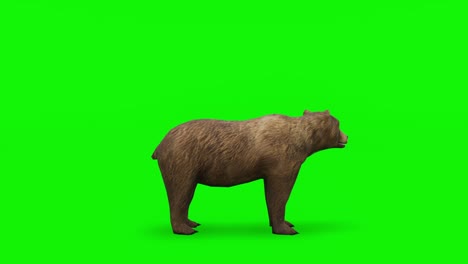 attack brown bear - high quality, chroma key and loopable