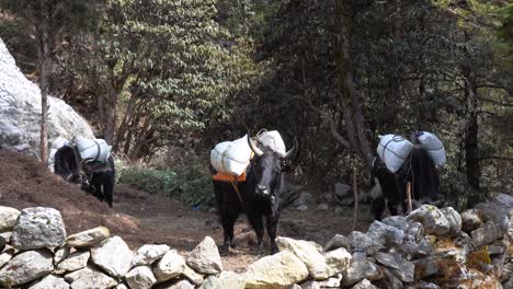 yaks descansando detrás de un muro de piedra a lo largo del camino hacia el campamento base del everest en las montañas del himalaya de nepal