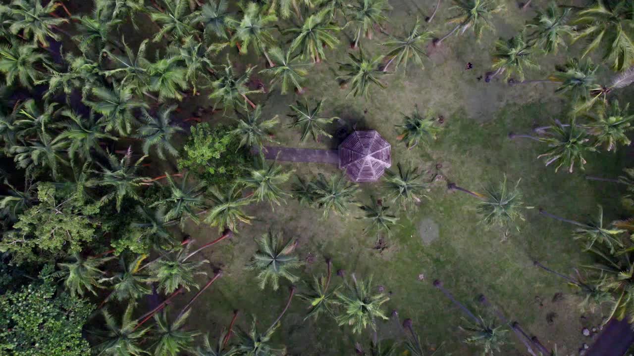 una mosca sobre un campo de palmeras en la isla de la reunión