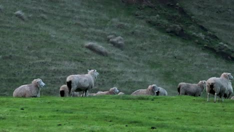 rebaño de ovejas pastando pacíficamente en el pasto verde