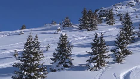 Moving-shot-of-pine-trees-covered-in-snow-in-the-mountains-during-daytime-with-clear-bright-weather