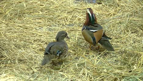 mandarin duck and gray duck are friendly