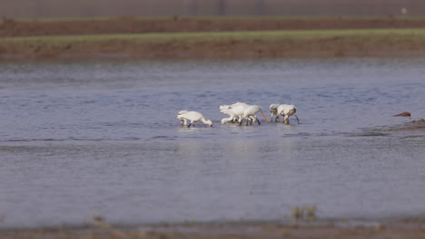 Flock-of-Eurasian-Spoonbills-wading-and-hunting-in-the-river-in-slow-motion