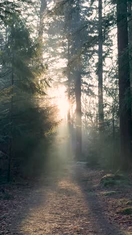 amanecer en el bosque