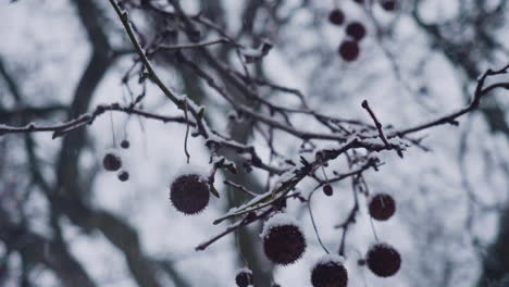 la nieve cae sobre las ramas de un árbol