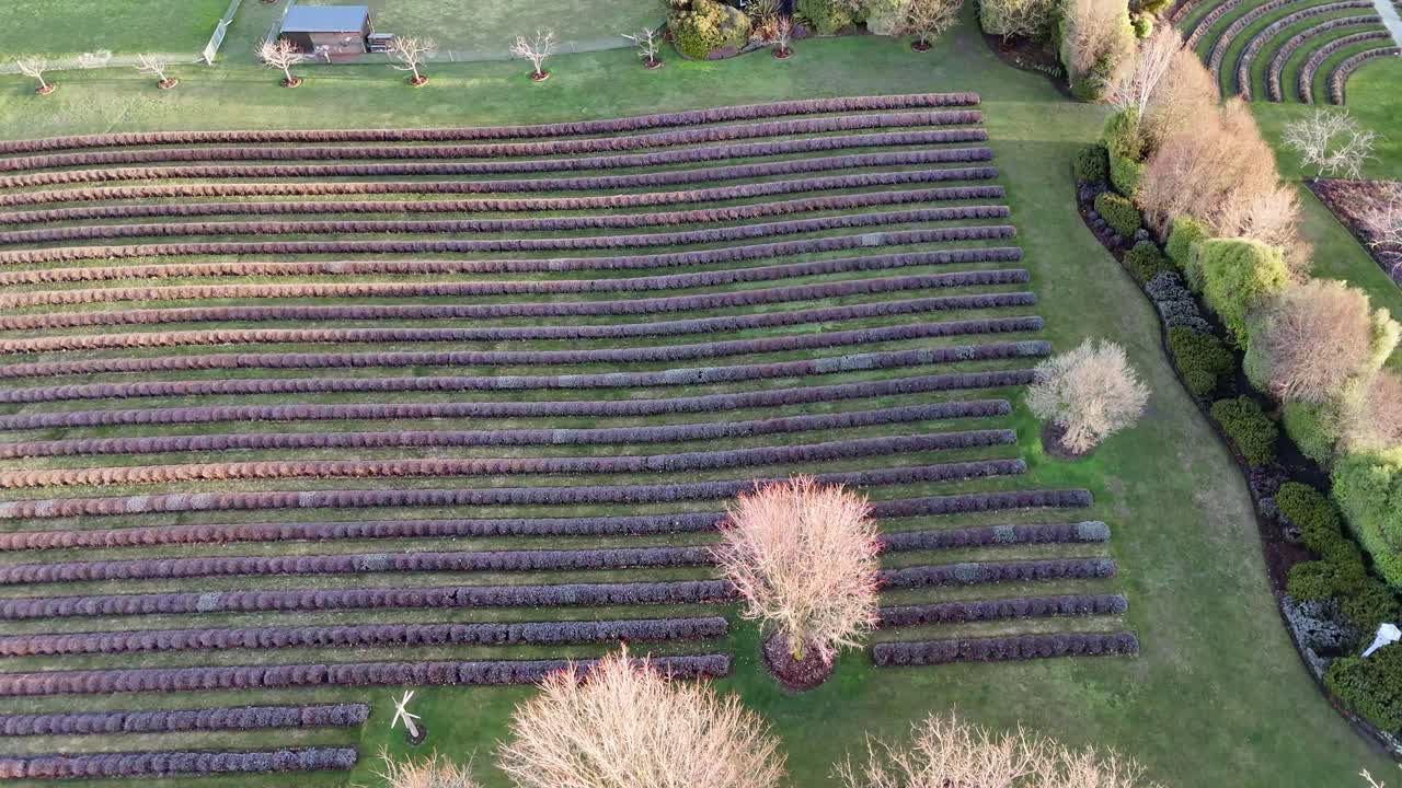 Lavander farm fields in countryside of New Zealand. Sunset time. Aerial top down shot. Peaceful scene in autumn