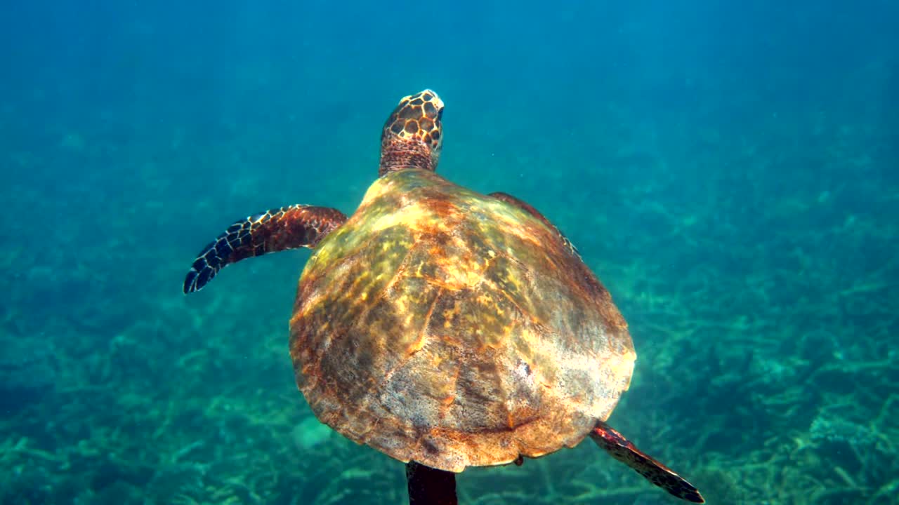 Hawksbill sea turtle swimming in blue ocean with many tropical fish, ascends to the surface to breathe. Underwater video of wildlife sea turtle rises for breath of air. Deep ocean wildlife.
