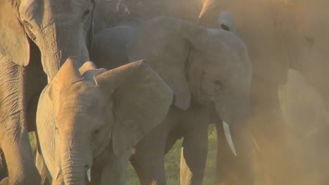 elephants in golden sunrise or sunset light with babies