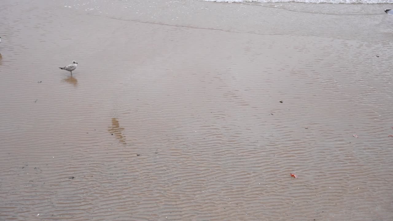 해변 의 은 모래 위 를 고 있는 해파리 들