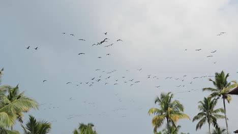 Vogelschwärme-Fliegen-Und-Wirbeln-In-Zeitlupe-Am-Himmel-Zusammen