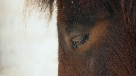 Sleepy-Eyes-Of-A-Shetland-Pony-At-Seoul-Grand-Park-Zoo-In-Gwacheon,-Souht-Korea