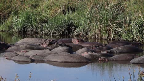 hippopotamus in water hole with birds flying past ngorongoro crater