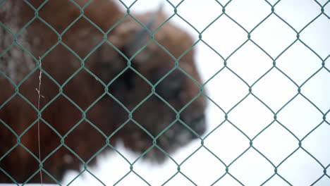 european bison behind a fence, endangered species in captivity for introduction into the wild