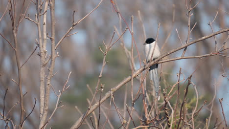 Un-Grupo-De-Pájaros-Urraca-De-Alas-Azules-De-Cola-Larga-En-Un-Bosque-De-Invierno