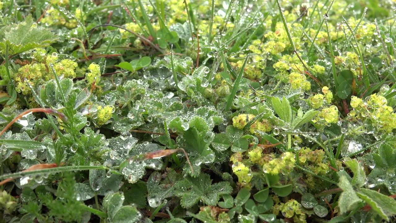 Gocce di rugiada su erba verde e fiori selvatici al mattino