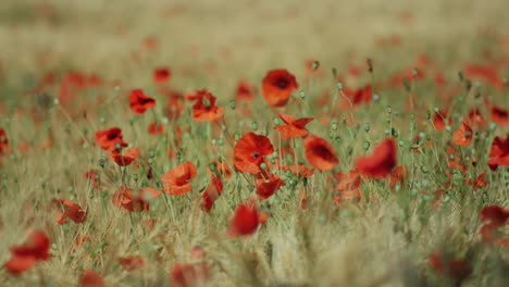 Getreidefeld-Mit-Mohn-Tele-Nahaufnahme-Und-Rack-Fokus