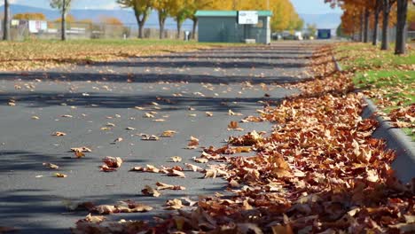 autumn leaves on a road