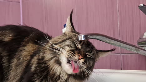 Lindo-Gato-Maine-Coon-Bebiendo-Agua-Del-Grifo