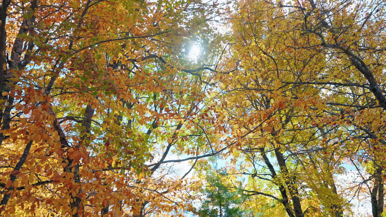 Colorful autumn tree foliage in the forest. Sun rays coming through the leaves.