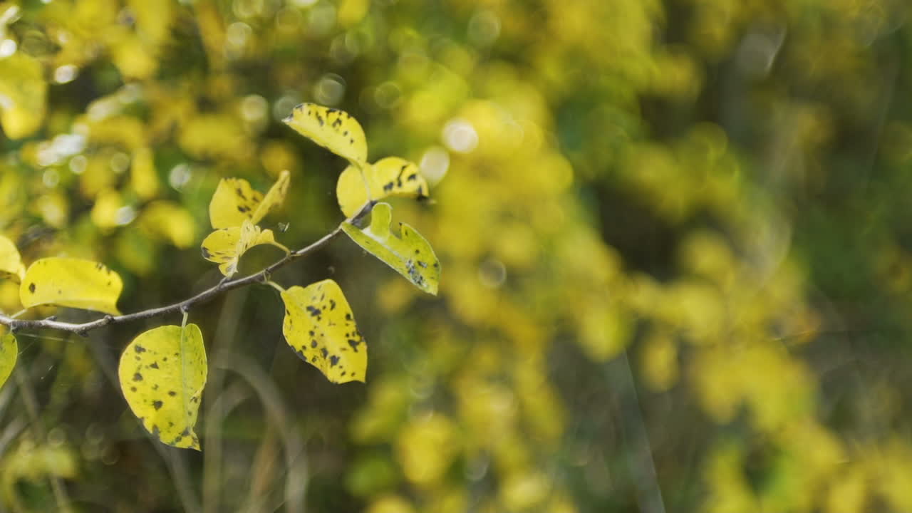 태양이 빛나는 가을 숲 1