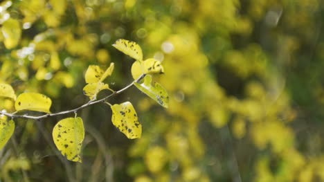 Herbstwald-Mit-Sonne-Scheint-1