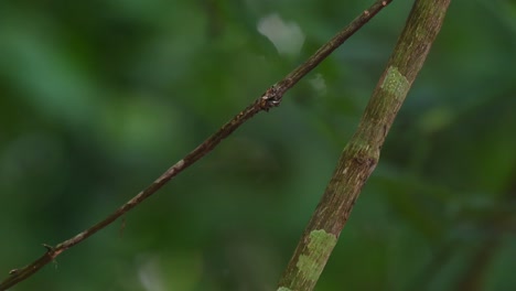 silver-breasted broadbill balances on a small branch before flying off