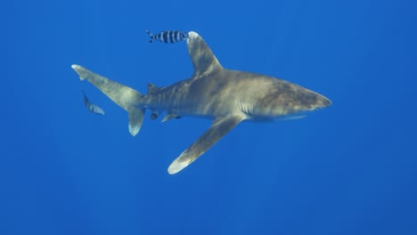 raro tiburón blanco oceánico golpea la cámara con la nariz en cámara lenta en el océano abierto en la isla del gato en las bahamas