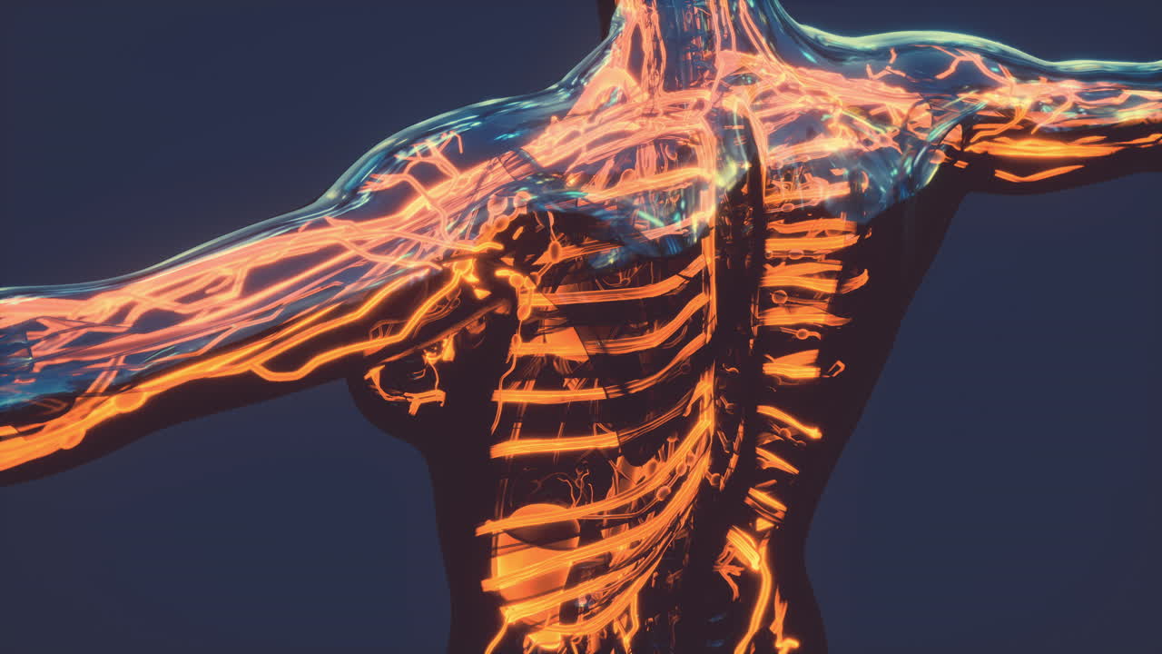 demostración médicamente exacta del sistema circulatorio humano