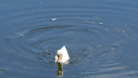 A-baby-duck-bathed-in-a-ditch