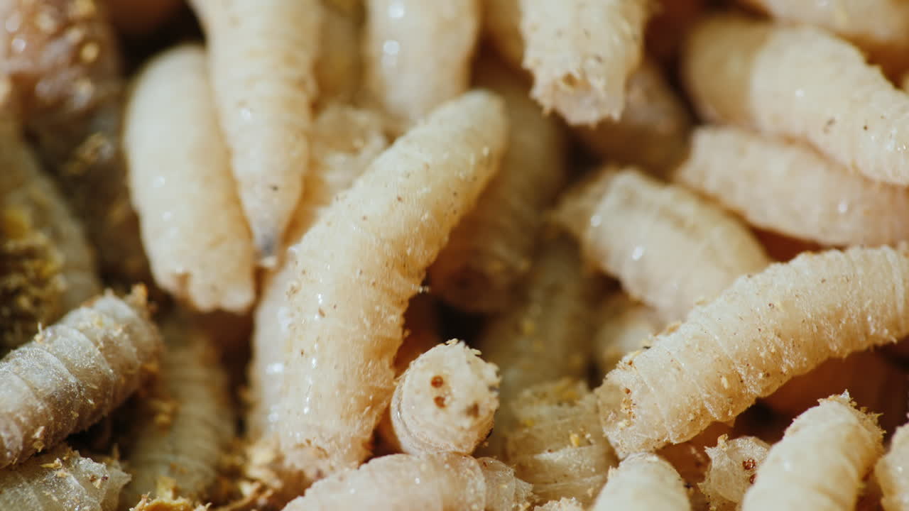 낚시에 살아있는 미끼